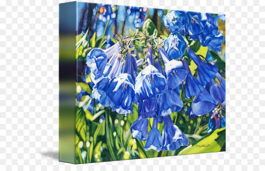 Bluebonnet，Bellflower PNG