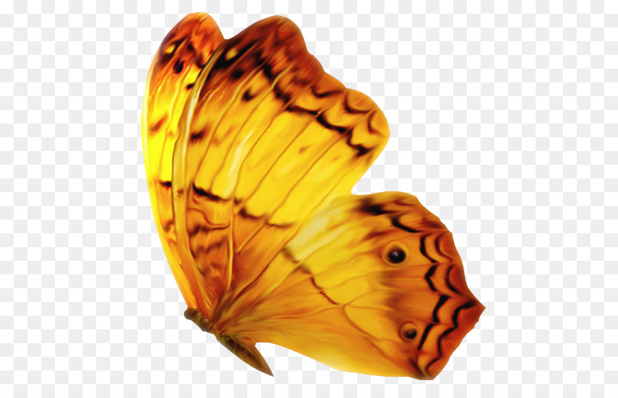 Kupu Kupu Monarch，Kupu Kupu PNG