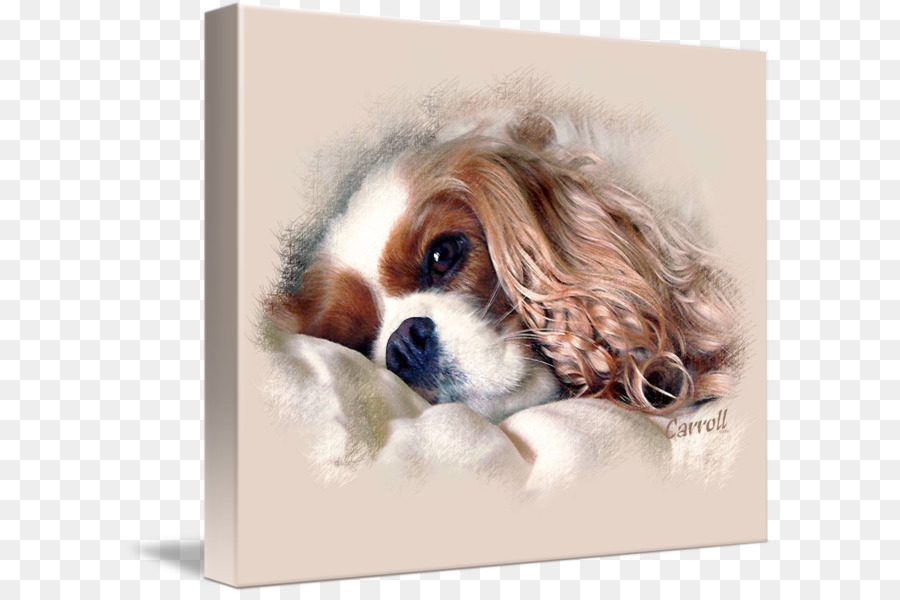 Cavalier King Charles Spaniel，Raja Charles Spaniel PNG