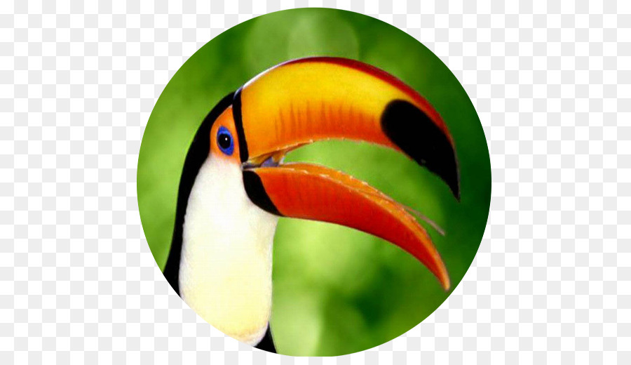 Burung，Toucan PNG