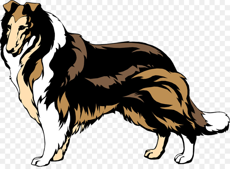 Anjing，Collie PNG