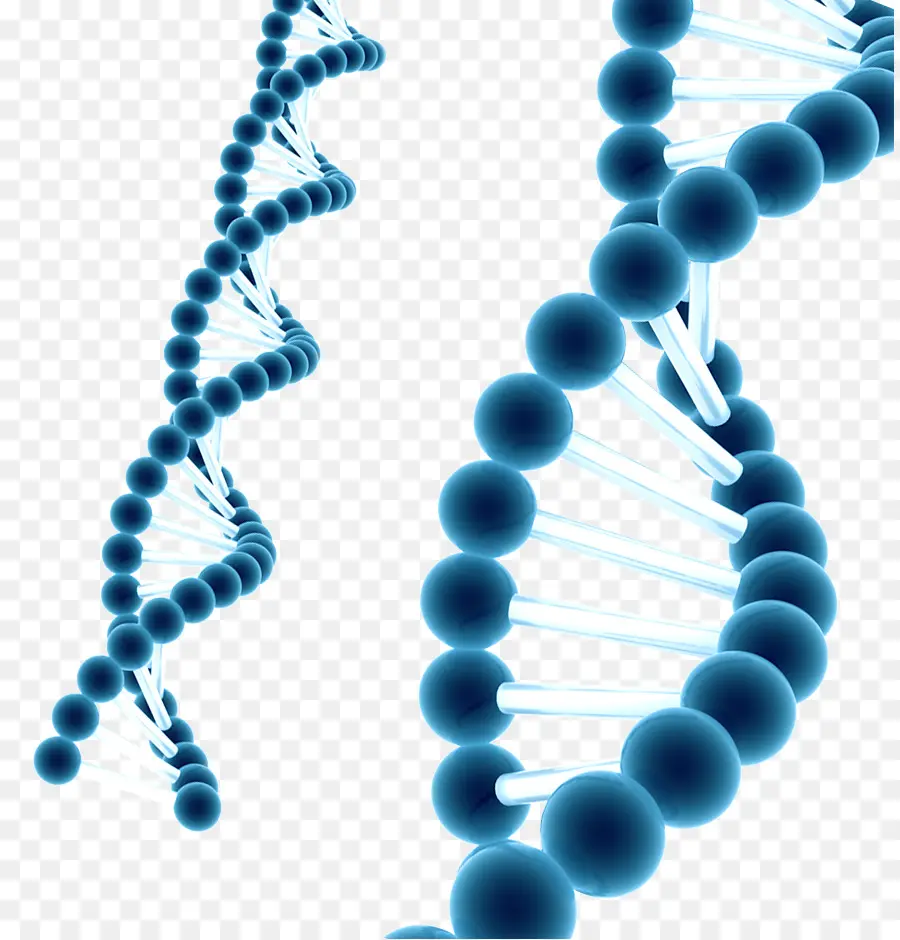 Dna，Genetika PNG