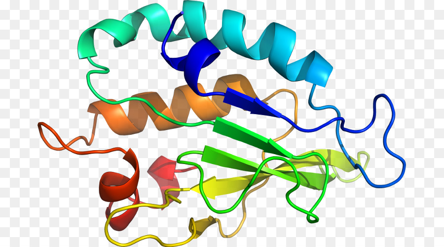 Struktur Protein，Molekul PNG