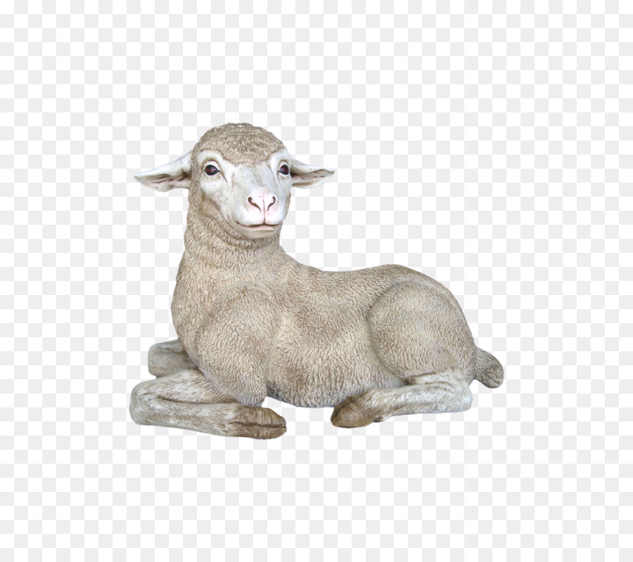 Merino，Domba Texel PNG