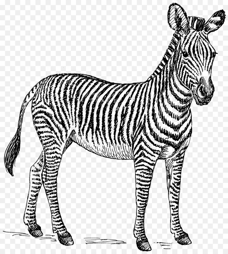 Zebra，Garis Garis PNG