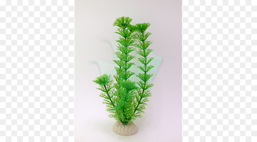 Houseplant，Akuarium PNG