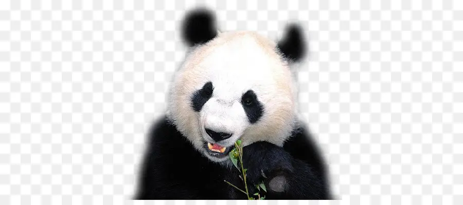 Panda Memakan Bambu，Panda PNG