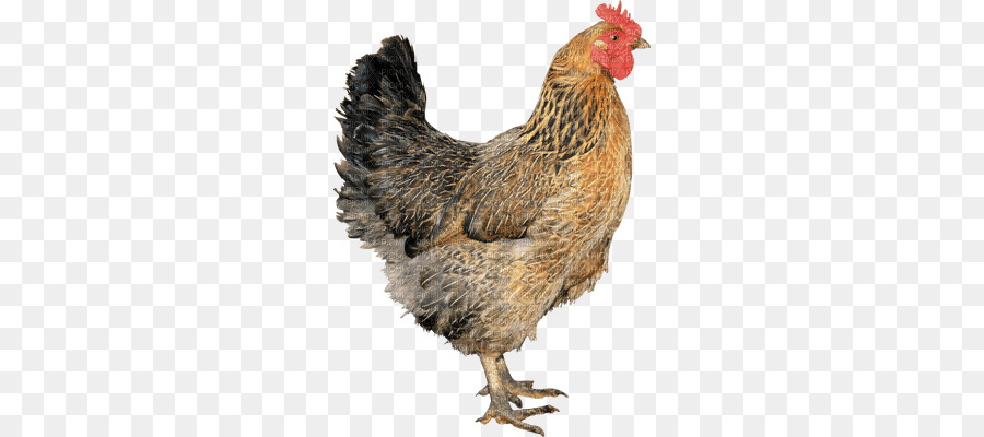 Ayam，Ayam Pedaging PNG