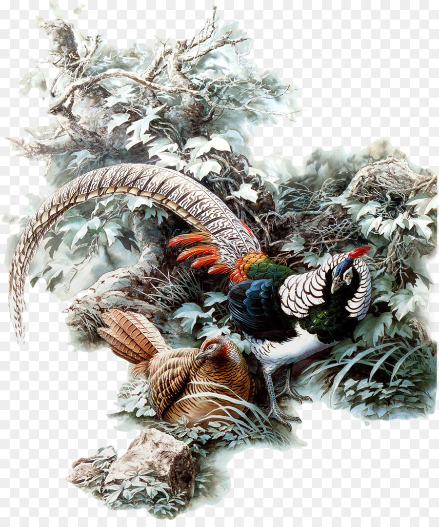 Burung，Menggambar PNG