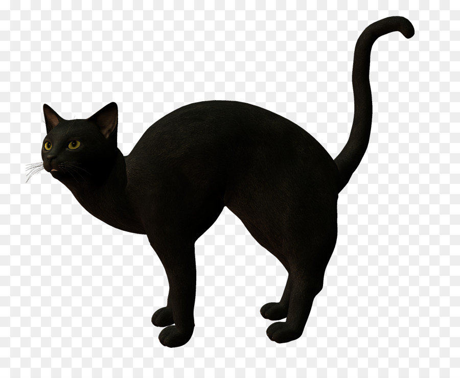 Kucing Hitam，Hewan PNG