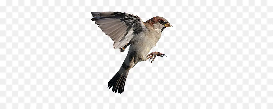 Sparrow，Burung PNG