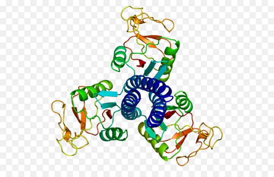 Surfaktan Protein D，Surfaktan Protein PNG