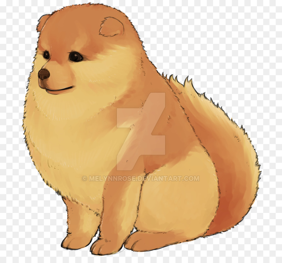 Pomeranian，Anjing PNG