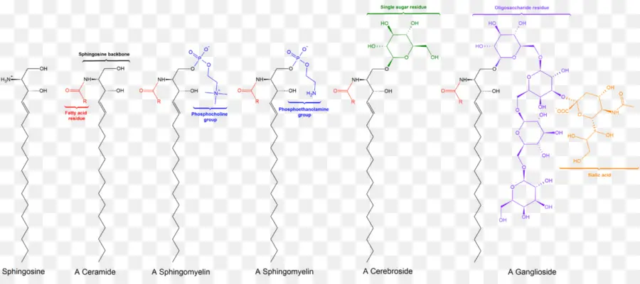 Sfingolipid，Seramida PNG