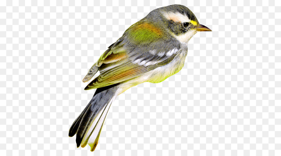 Burung，Gambar Digital PNG