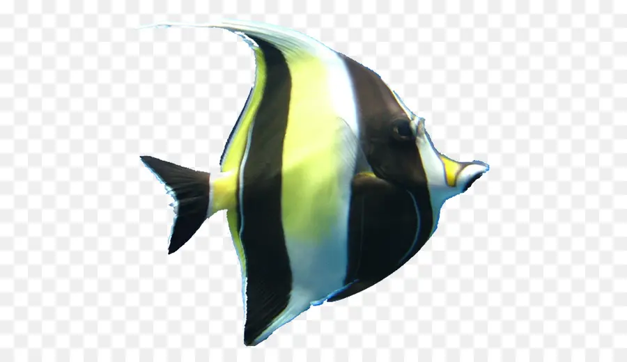 Ikan Terumbu Karang，Terumbu Karang PNG