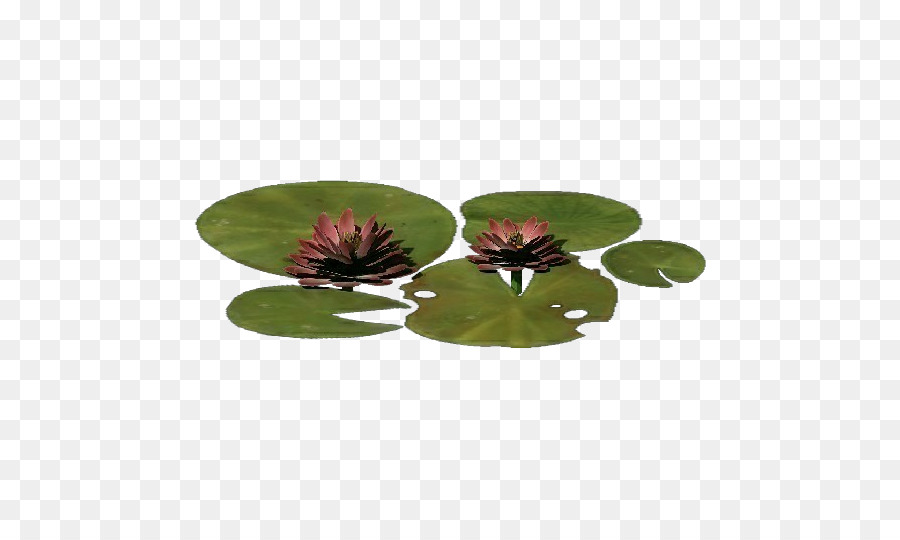 Nelumbo Nucifera，Pabrik PNG