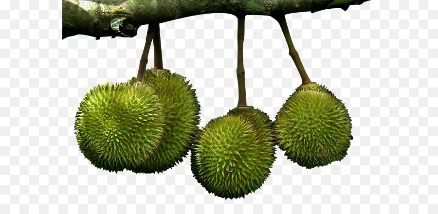 Buah Durian，Pohon PNG