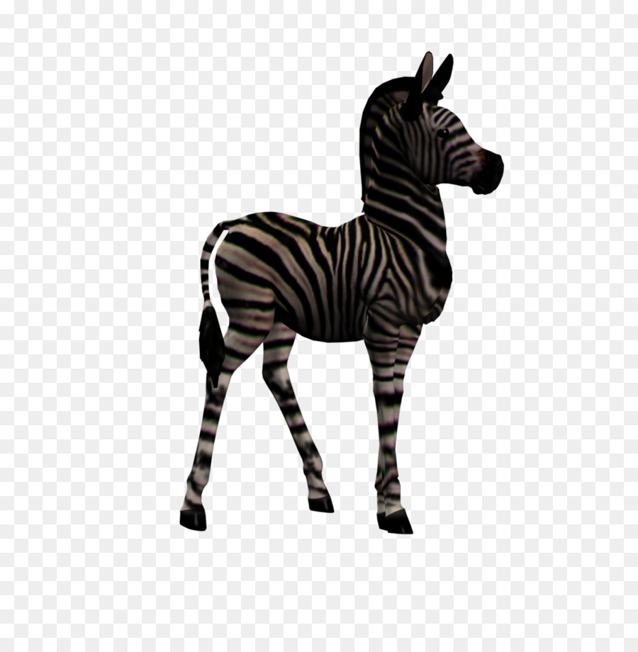 Quagga，Kuda PNG