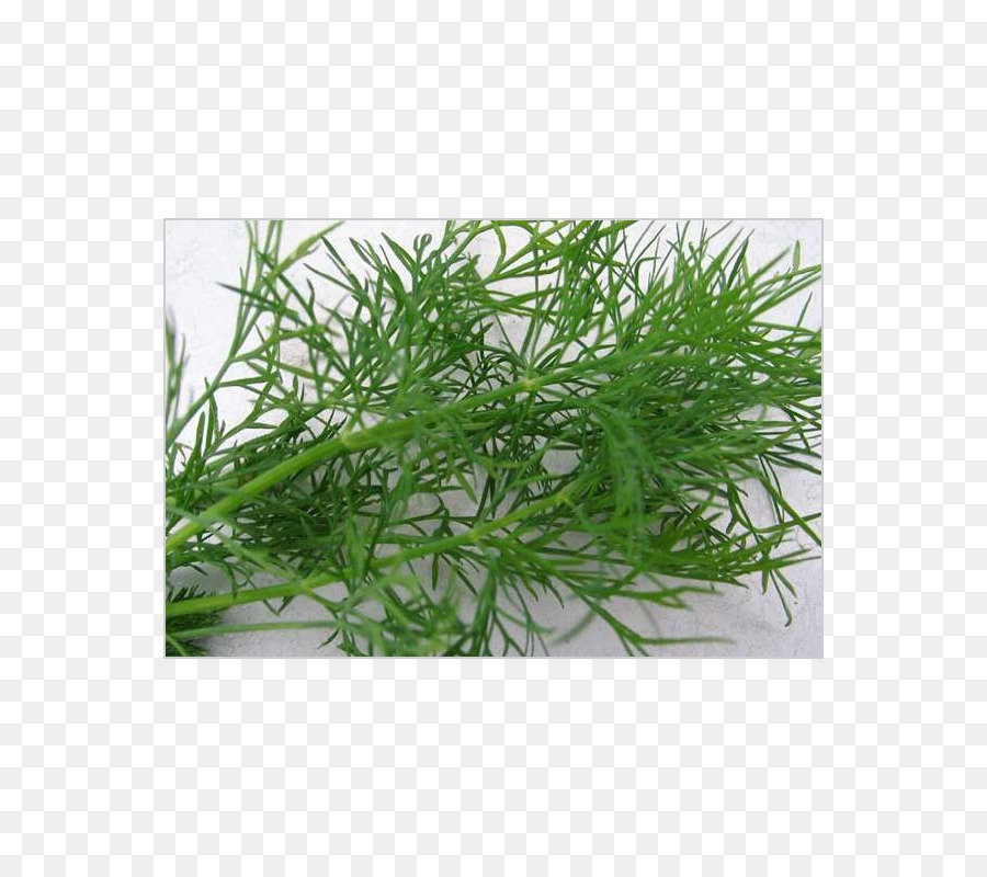 Dill，Acar Mentimun PNG