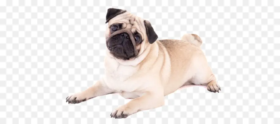 Anak Anjing Pug，Anjing PNG