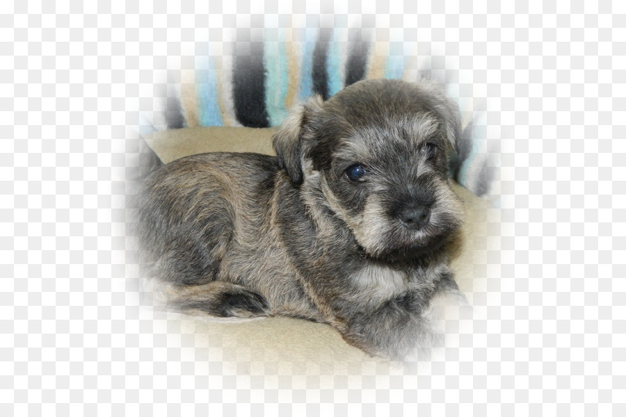 Miniatur Schnauzer，Standar Schnauzer PNG