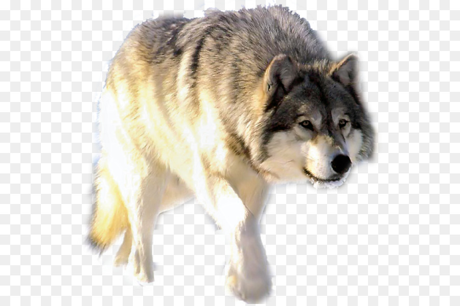 Saarloos Wolfdog，Rusa PNG