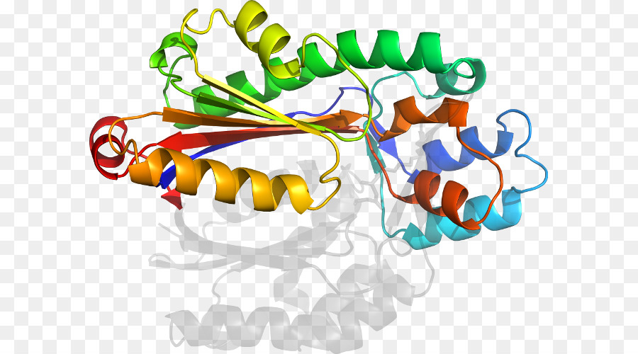 Protein，Molekul PNG