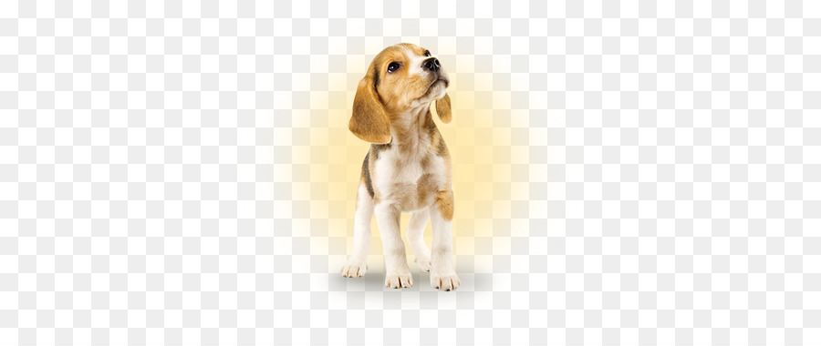 Beagle，Anjing PNG