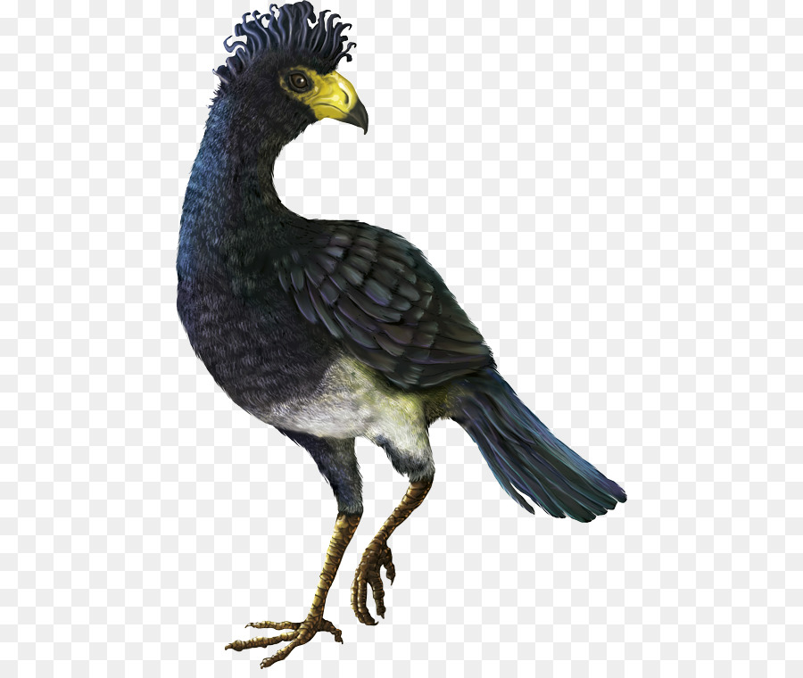 Burung Bangkai，Pemulung PNG