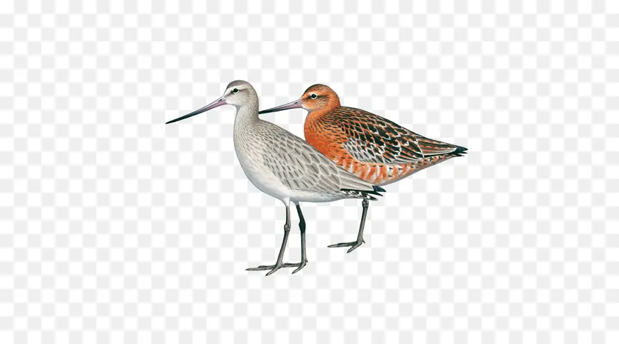 Redshank Umum，Calidris PNG