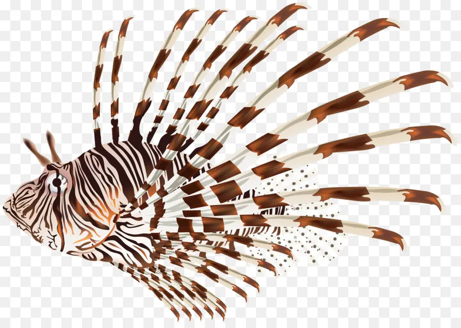 Lionfish，Ikan PNG