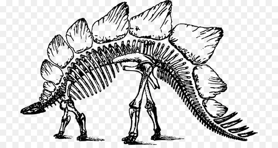 Tulang Wars，Tyrannosaurus PNG