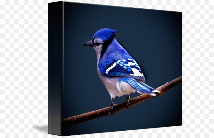 Blue Jay，Finch PNG