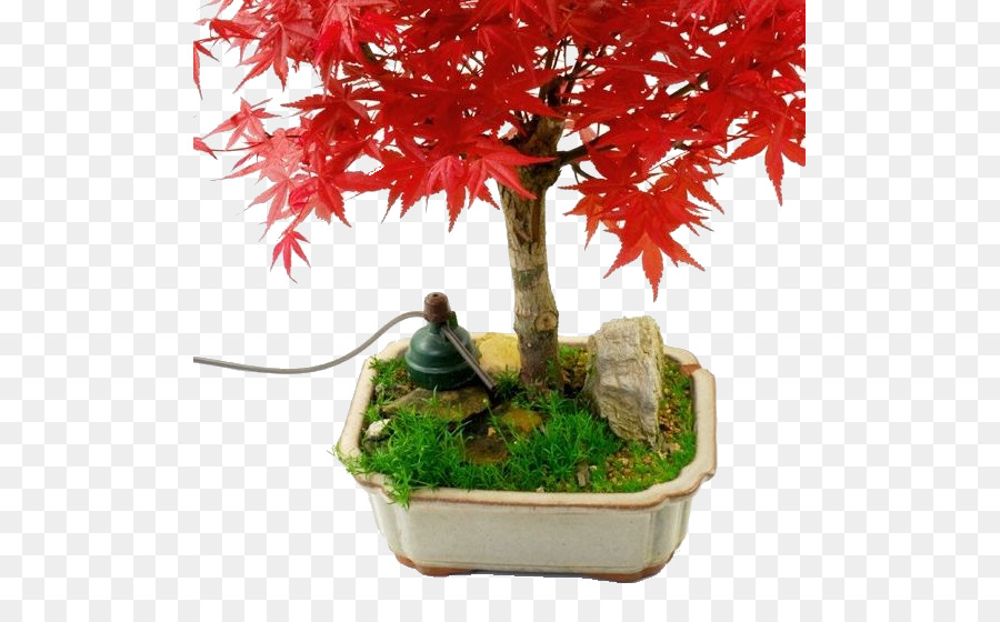 Pohon Bonsai，Miniatur PNG