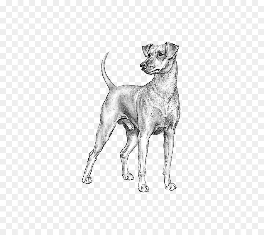 Greyhound Italia，Jerman Bulldog PNG