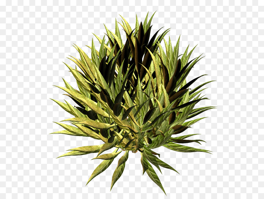 Pohon，Arecaceae PNG