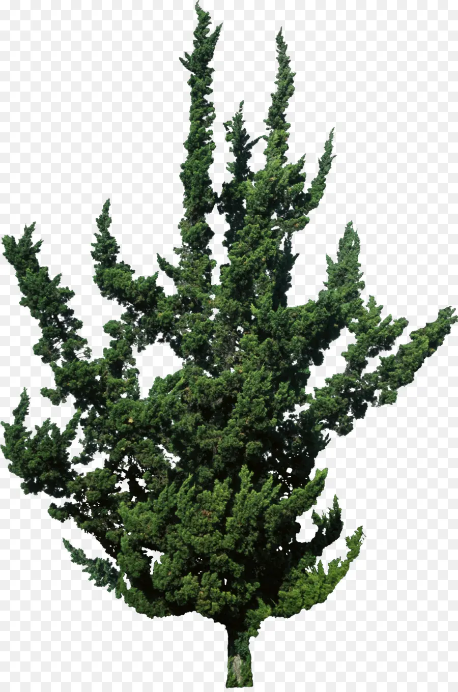 Merapikan，Juniperus Chinensis Var Kaizuka PNG
