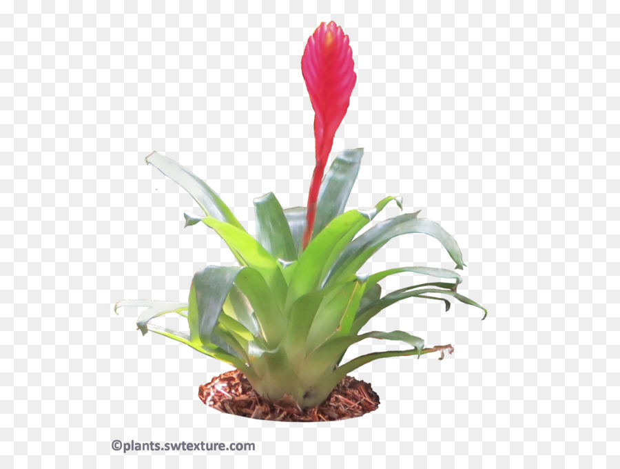 Tanaman Bromeliad，Bunga PNG