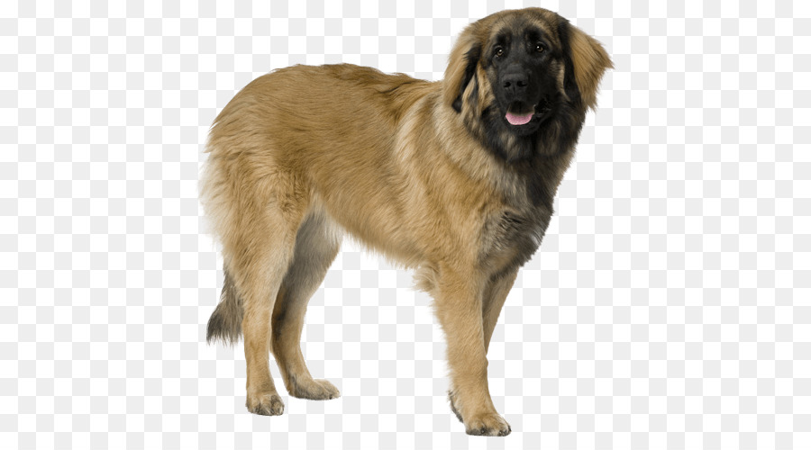 Anjing Gunung Estrela，Leonberger PNG