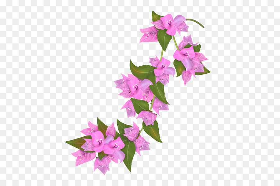 Bugenvil Bunga Kelopak Gambar Png