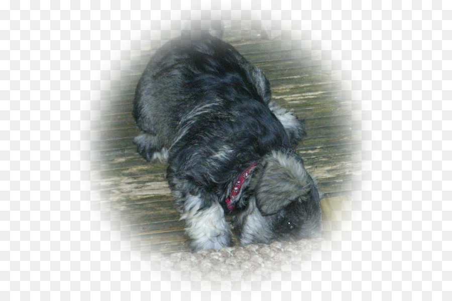 Miniatur Schnauzer，Schnoodle PNG