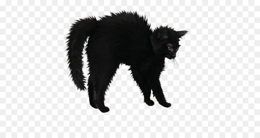 Kucing Hitam，Bulu PNG