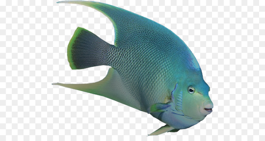 Angelfish，Biologi Kelautan PNG