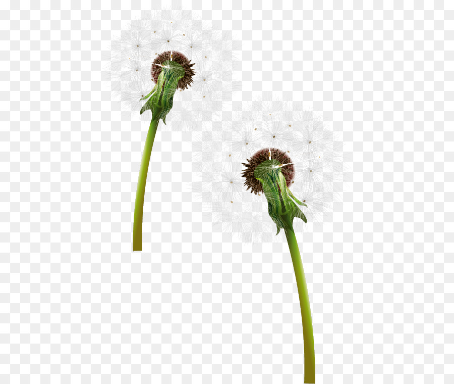 Dandelion，Ikon Komputer PNG