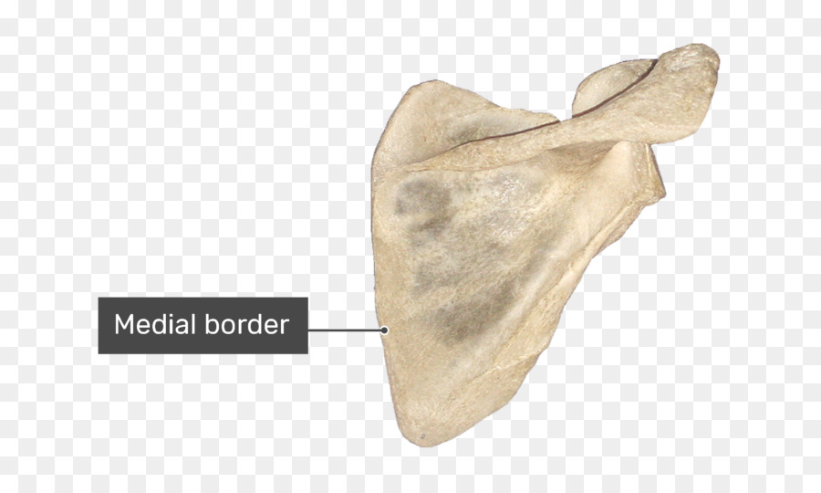 Skapula，Tulang Belikat PNG