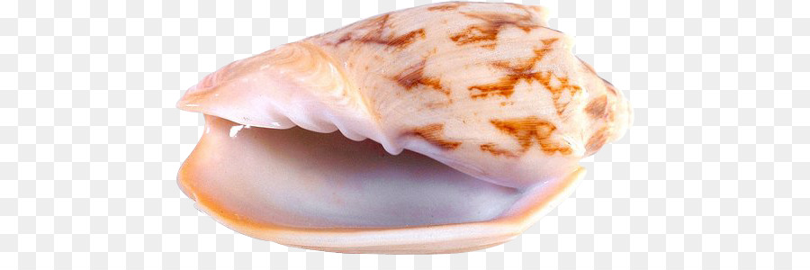 Kerang Laut，Nautilus Chambered PNG