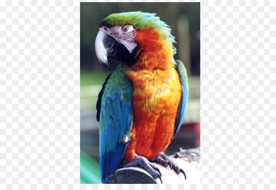 Pusat Hawking Welsh，Macaw PNG