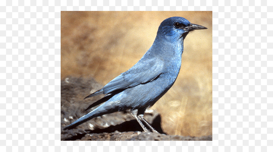 Gagak Amerika，Blue Jay PNG