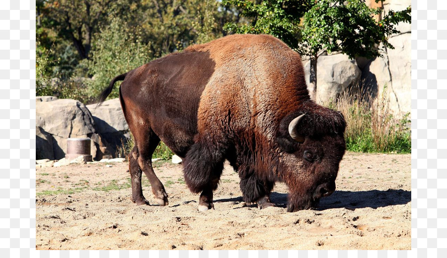 Banteng，Margasatwa PNG